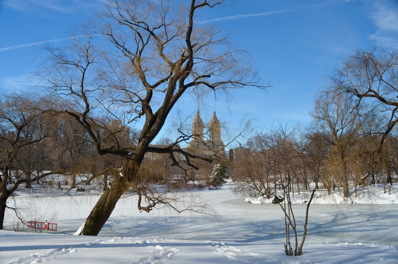 Illustration for article titled Central Park: After the Storm
